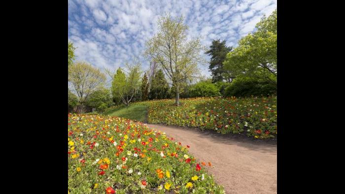 (Courtesy of the Chicago Botanic Garden)