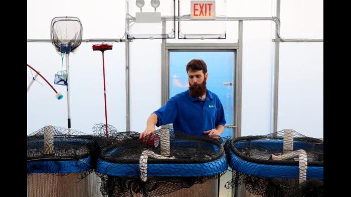 Shockey Funke feeds juvenile tilapia swimming in the greenhouse's smaller tanks. (Evan Garcia)