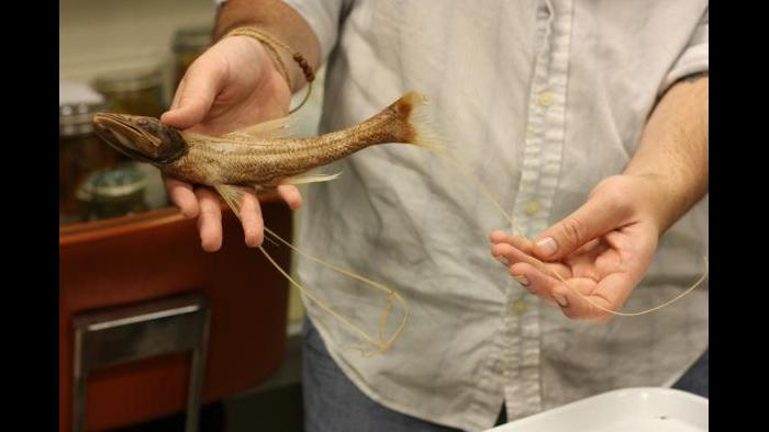 Tri-pod fish. The fish uses its three long protrusions to balance on the ocean floor. (Chloe Riley / Chicago Tonight)