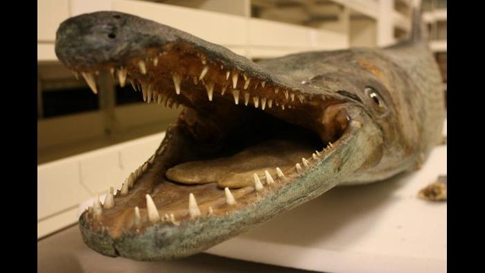 Alligator Gar specimen at the Field Museum. (Chloe Riley / Chicago Tonight)