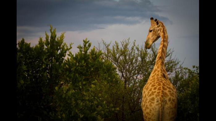 (Courtesy of the International Anti-Poaching Foundation)