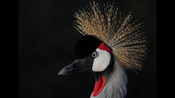 A grey crowned crane (Photo/Gopi Sundar)