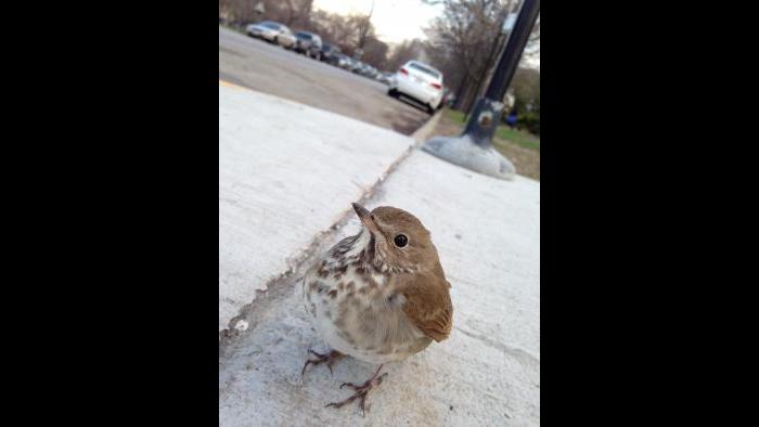 A hermit thrush gets into view of a camera trap.