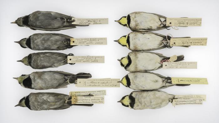 Horned larks collected in Illinois between 1904 and 1916 (left) and California and British Columbia between 1903 and 1922 (right). (Courtesy of Carl Fuldner and Shane DuBay)