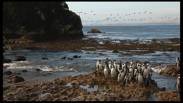 Endangered Humboldt penguins at Punta San Juan (Photo courtesy of Punta San Juan/Chicago Zoological Society)