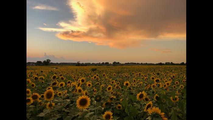 Scott Thompson’s family has been farming in Kenosha County for more than 70 years, and this is the first year that flowers are decorating the landscape. (Courtesy Scott Thompson)