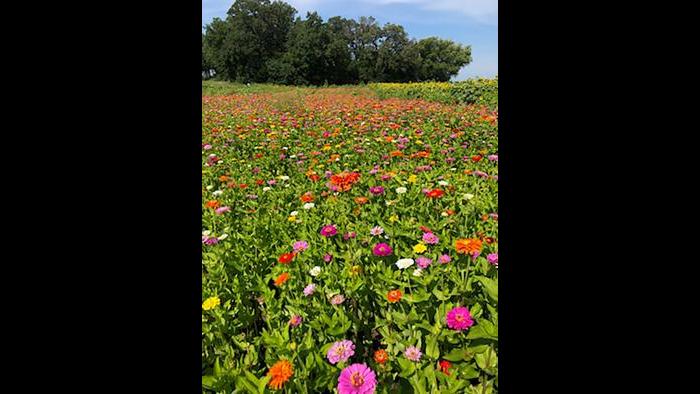 Scott Thompson’s family has been farming in Kenosha County for more than 70 years, and this is the first year that flowers are decorating the landscape. (Courtesy Scott Thompson)
