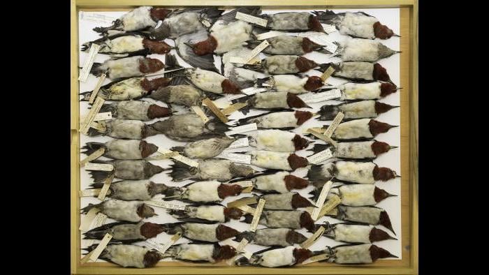 Red-headed woodpeckers from the specimen collection at The Field Museum. (Courtesy of Carl Fuldner and Shane DuBay)