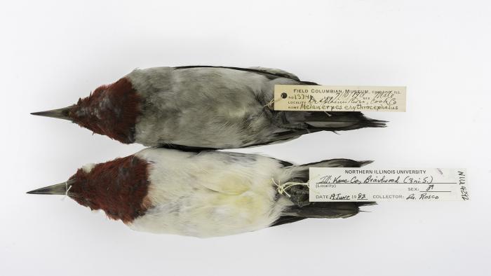 Red-headed woodpeckers collected near the Des Plaines River in Cook County, Ill., in 1901 (top) and in Braidwood, Ill., in 1982 (bottom). (Courtesy of Carl Fuldner and Shane DuBay)