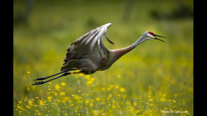 A sandhill crane in flight (Photo/Tom Lynn)