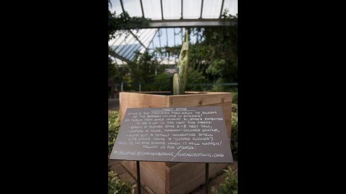 Sign at the botanic garden introduces "Spike," a titan arum. (Photo courtesy of the Chicago Botanic Garden)