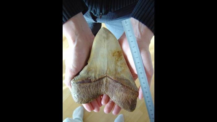 A Megalodon tooth.