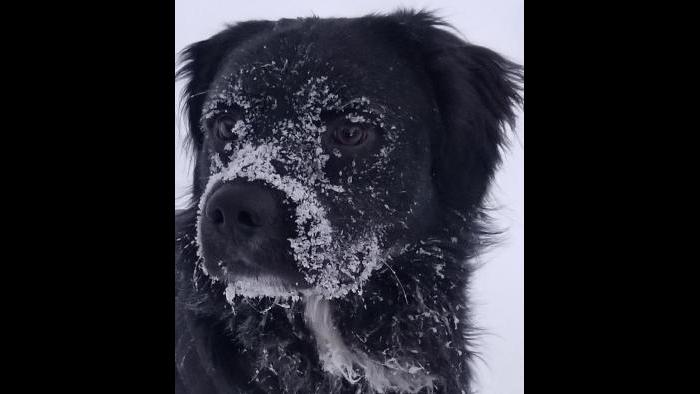 Tux, aka “Bugs” enjoying the polar vortex of 2019 (Submitted by Debbi Frahm)