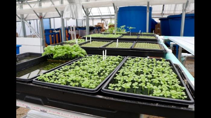Kant said his business focuses on a consistent and quality crop yield of leafy greens, but that they're open to diversifying crop type "down the line." (Evan Garcia)