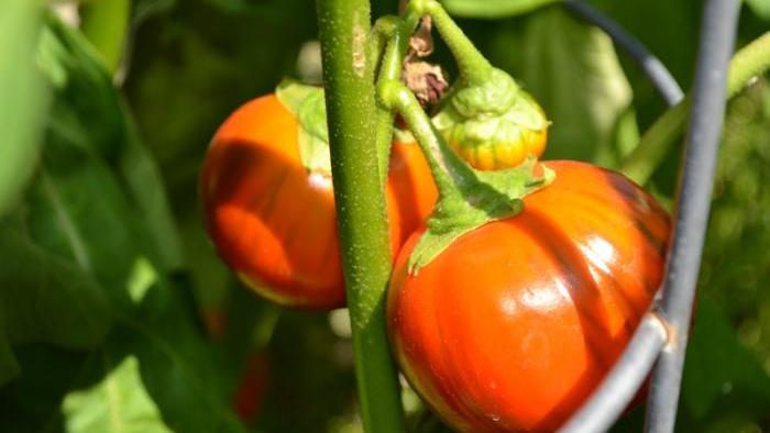 Turkish orange eggplants