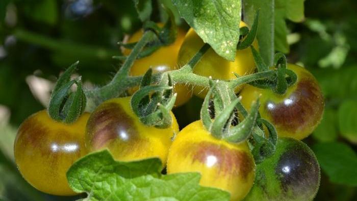 Gold berry tomatoes