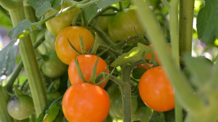 Sungold tomatoes