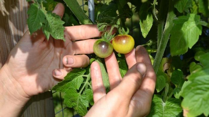 When gold berry tomatoes have turned from green (left) to yellow with a hint of purple (right), they are ready for harvest.