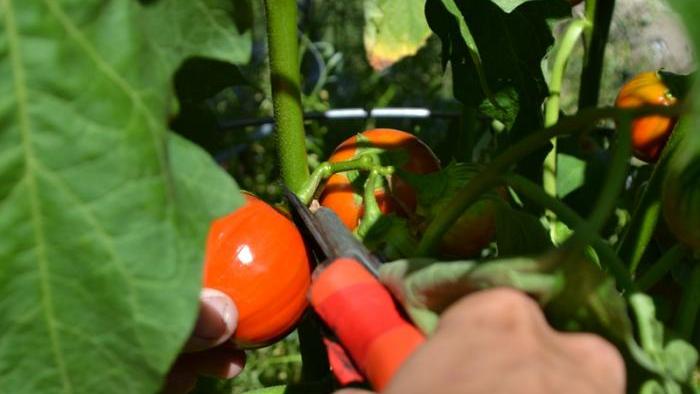 When harvesting a Turkish orange eggplant, cut the stem so it is at least half an inch long.