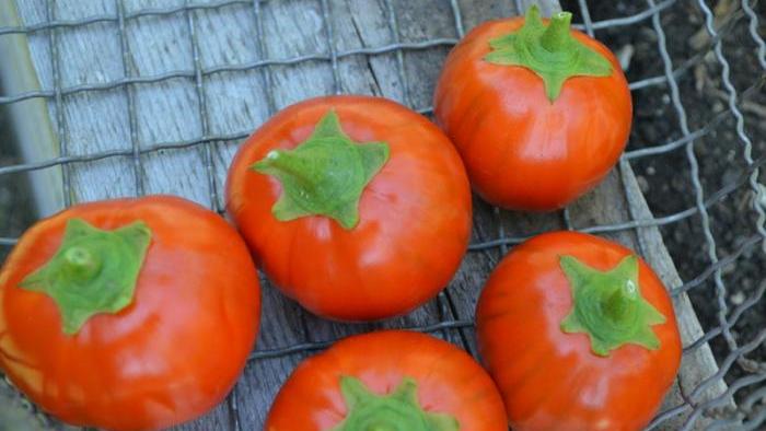 Harvested Turkish orange eggplants.