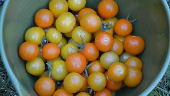 Harvested sungold and gold berry tomatoes. 