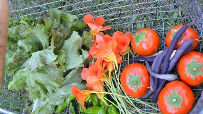 Our harvest basket filled with lettuce, shishito peppers, nasturtium flowers and seeds, Turkish orange eggplants, and tri-color bush beans.