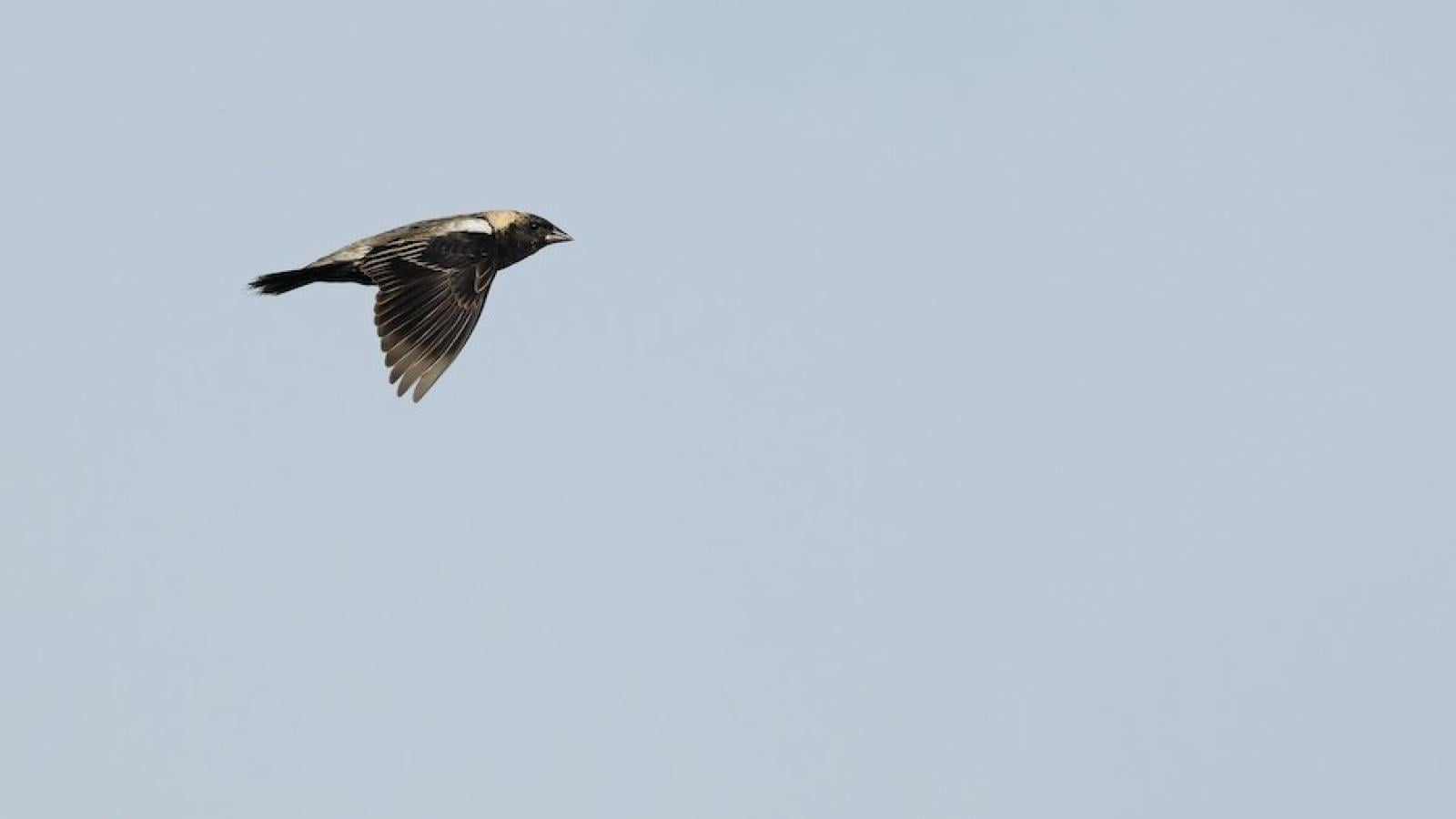 The bobolink in flight, showing its male side. (Cameron Rutt)
