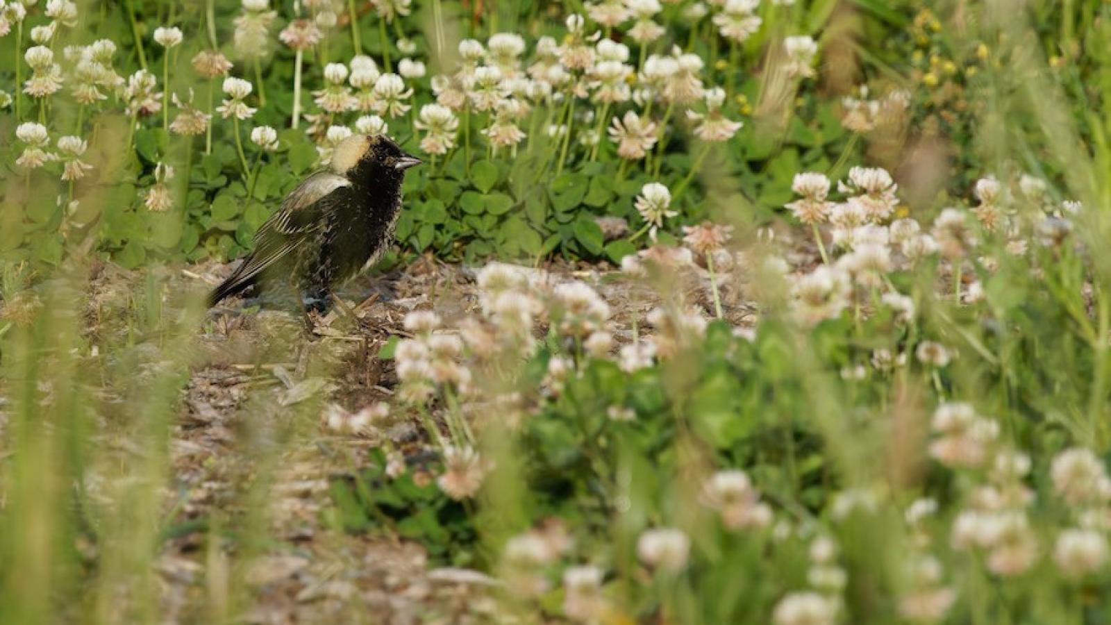 The bobolink’s male side, which seemed to dominate the bird’s behavior. (Cameron Rutt)