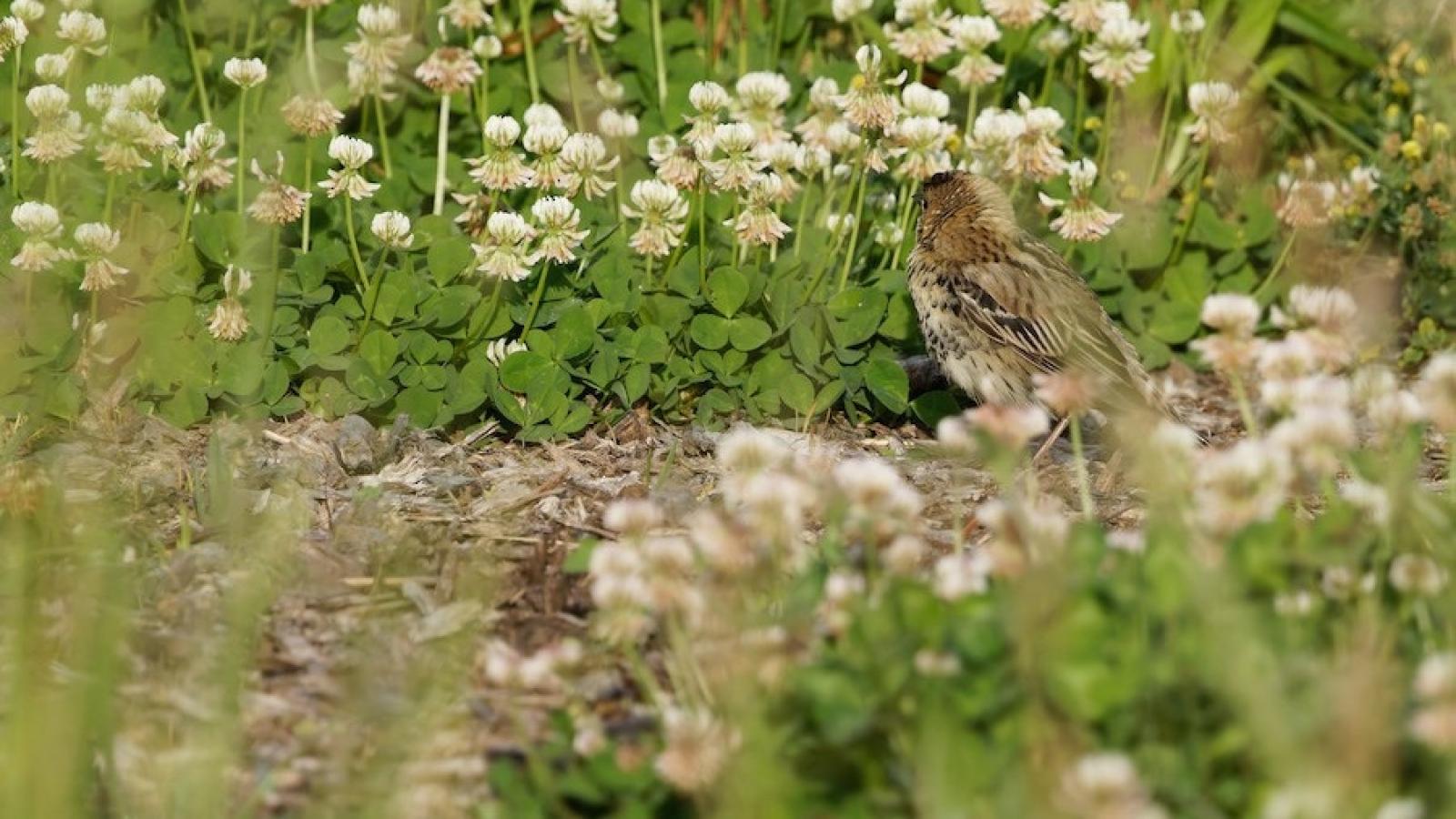 The bobolink’s female side. (Cameron Rutt)