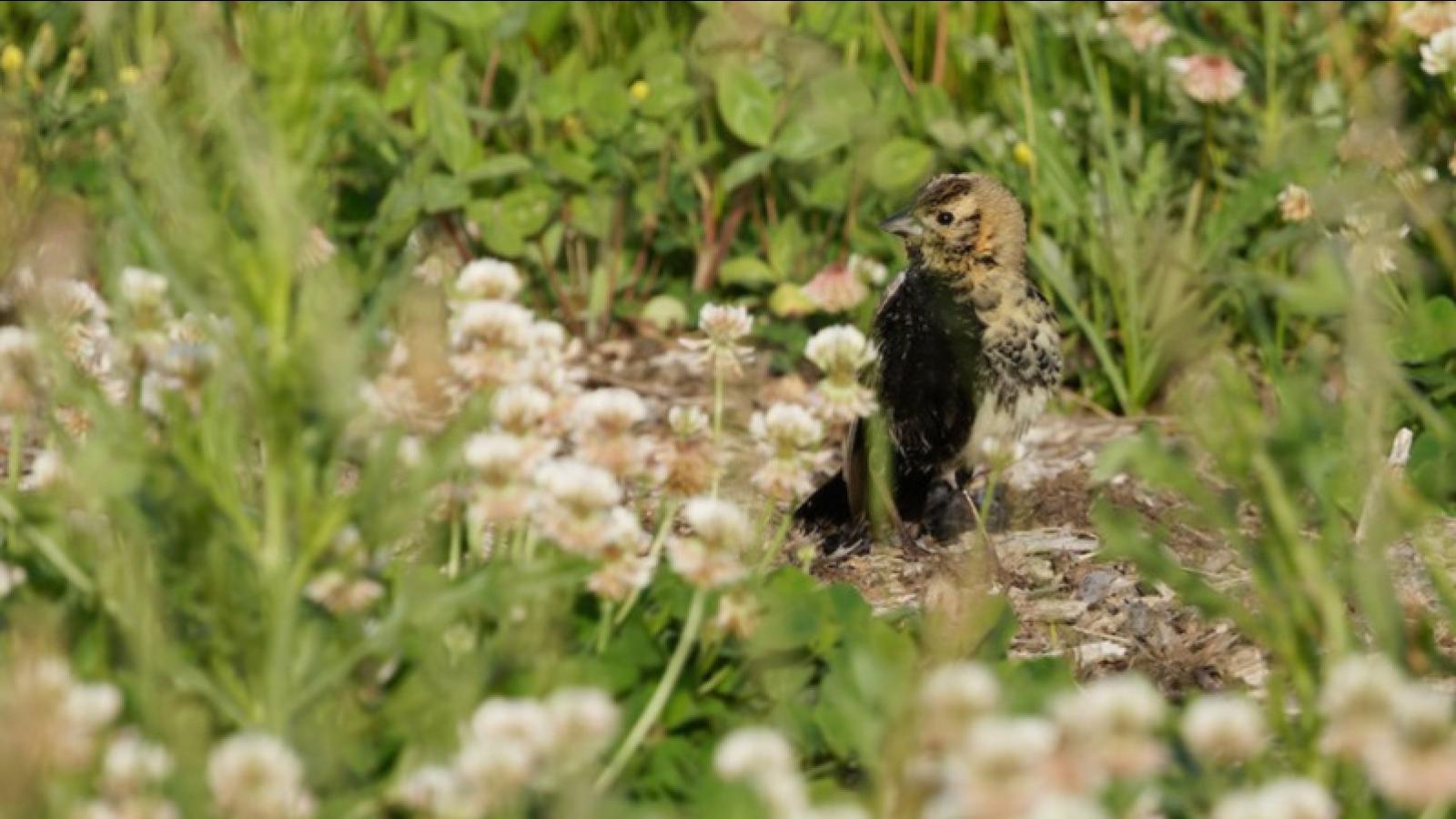 The bobolink nicknamed Black and Tan, showing the female side of its head, but a clear line down the middle separating its male and female halves. (Cameron Rutt)