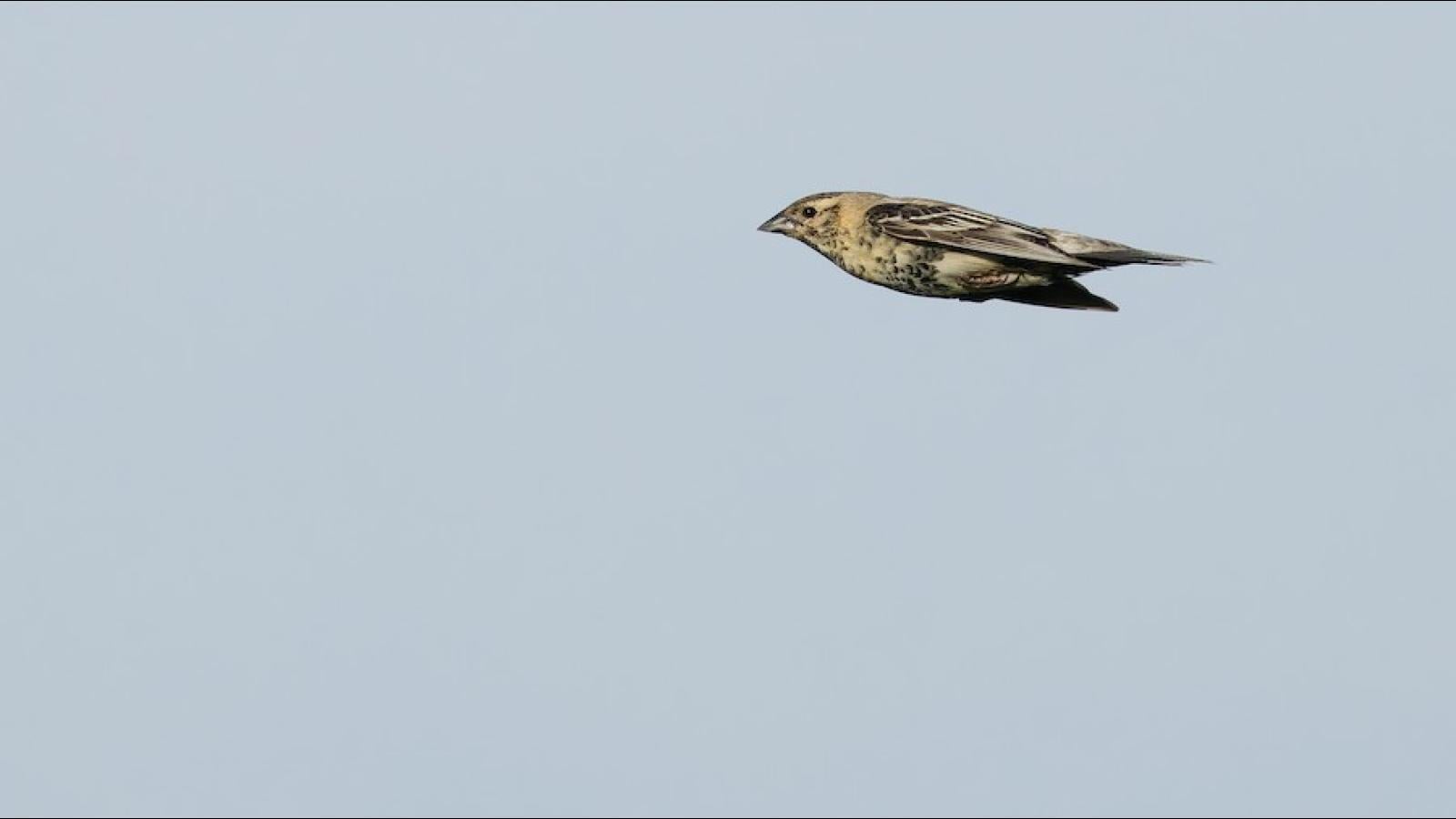 The bobolink in flight, looking like a female. (Cameron Rutt)