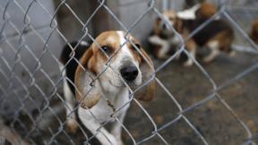 Research by the Humane Society of the United States has found that many puppy mills cited by state agencies went on to receive entirely clean inspection reports from the USDA. (Courtesy Humane Society of the United States) Research by the Humane Society of the United States has found that many puppy mills cited by state agencies went on to receive entirely clean inspection reports from the USDA. (Courtesy Humane Society of the United States)