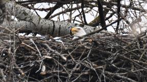 Four active eagle nests are being monitored in the Forest Preserve District of Will County in 2024. (Forest Preserve District of Will County / Chad Merda)