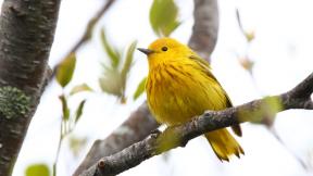 Yellow warblers are among the birds that have been banded for future identification at a new Chicago station. (Silver Leapers / Flickr) Yellow warblers are among the birds that have been banded for future identification at a new Chicago station. (Silver Leapers / Flickr)