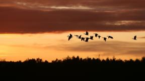 Hundreds of millions of birds are migrating through the U.S. this weekend. (hollandevens / Pixabay) Hundreds of millions of birds are migrating through the U.S. this weekend. (hollandevens / Pixabay)