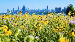 (Chicago Parks Foundation / Facebook) (Chicago Parks Foundation / Facebook)