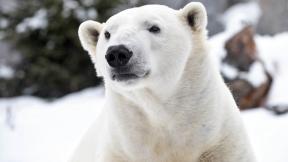 Hudson, a polar bear at Brookfield Zoo (Courtesy Chicago Zoological Society) Hudson, a polar bear at Brookfield Zoo (Courtesy Chicago Zoological Society)