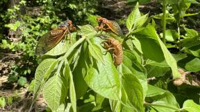 Brood XIII periodical cicadas seen in Bemis Woods Forest Preserve; May 19, 2024. (Patty Wetli / WTTW News)