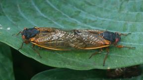 Cicadas mating. (AFPMB / Flickr Creative Commons Public Domain)