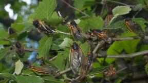 Hordes of female periodical cicadas will be laying their eggs in small tree branches. (Armed Forces Pest Management Board / Flickr Creative Commons)