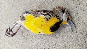 An eastern meadowlark, recently killed in a collision with a Chicago building. (Courtesy of Chicago Bird Collision Monitors)