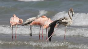 Flamingos stand by the water along a Lake Michigan Beach on Sept. 22, 2023, in Port Washington, Wis. (Paul A. Smith / Milwaukee Journal Sentinel via AP)