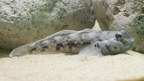 The round goby. (Credit: Shedd Aquarium) The round goby. (Credit: Shedd Aquarium)