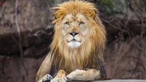 Sahar, Lincoln Park Zoo's 9-year-old male lion, died Sept. 27 while living temporarily at a zoo in Kansas. (Courtesy Lincoln Park Zoo) Sahar, Lincoln Park Zoo's 9-year-old male lion, died Sept. 27 while living temporarily at a zoo in Kansas. (Courtesy Lincoln Park Zoo)