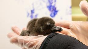 A pair of sibling Magellanic chicks hatched this month at Shedd Aquarium. (Brenna Hernandez / Shedd Aquarium) A pair of sibling Magellanic chicks hatched this month at Shedd Aquarium. (Brenna Hernandez / Shedd Aquarium)