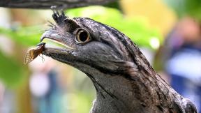 A tawny frogmouth at Brookfield Zoo made the wise choice to play with but not eat a periodical cicada. The insects have been linked to disease in some birds. (Jim Schulz / Brookfield Zoo Chicago)