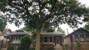 A proposed Urban Forestry Advisory Board would take a more strategic look at one of the city’s unsung resources — its trees. (Patty Wetli / WTTW News) A proposed Urban Forestry Advisory Board would take a more strategic look at one of the city’s unsung resources — its trees. (Patty Wetli / WTTW News)