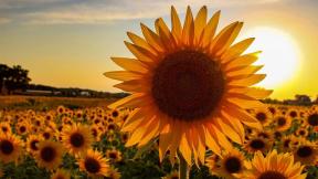 Thompson Strawberry Farm has been around for 70 years, but this is the first year it is decorated with sunflowers. (Courtesy Scott Thompson) Thompson Strawberry Farm has been around for 70 years, but this is the first year it is decorated with sunflowers. (Courtesy Scott Thompson)